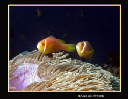 Clown fish, (Amphiprion nigripes). Canon G9 & Inon D2000 ... by Bea & Stef Primatesta 